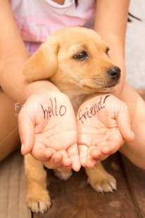 Fair Trade Photo Animals, Child, Colour image, Dog, Friendship, Greeting, Hands, Peru, Puppy, South America, Thinking of you, Vertical