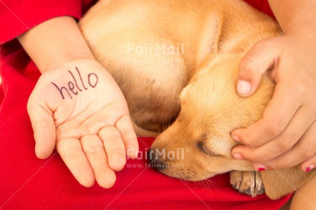 Fair Trade Photo Activity, Animals, Child, Colour image, Dog, Friendship, Greeting, Hands, Horizontal, Peru, Puppy, Red, Sleeping, South America, Thinking of you
