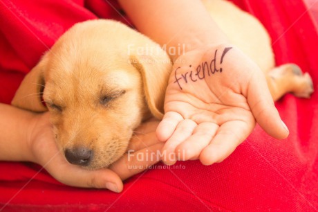 Fair Trade Photo Activity, Animals, Child, Colour image, Dog, Friendship, Greeting, Hands, Horizontal, Peru, Puppy, Red, Sleeping, South America, Thinking of you