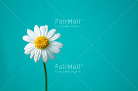 Fair Trade Photo Colour image, Contrast, Daisy, Fathers day, Flower, Friendship, Horizontal, Love, Mothers day, Peru, Sorry, South America, Thank you, Valentines day, White
