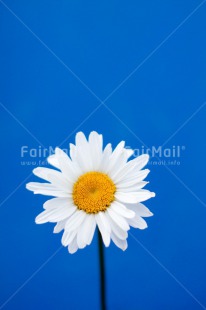 Fair Trade Photo Blue, Colour image, Contrast, Daisy, Fathers day, Flower, Friendship, Love, Mothers day, Peru, Sorry, South America, Thank you, Valentines day, Vertical, White