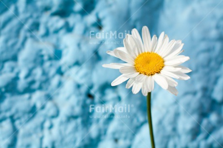 Fair Trade Photo Blue, Colour image, Daisy, Fathers day, Flower, Friendship, Horizontal, Love, Mothers day, Peru, Sorry, South America, Thank you, Valentines day, White