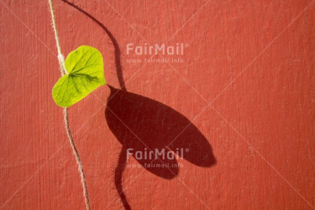 Fair Trade Photo Colour image, Fathers day, Friendship, Green, Heart, Horizontal, Love, Marriage, Mothers day, Outdoor, Peru, Plant, South America, Valentines day, Wedding