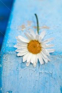 Fair Trade Photo Blue, Colour image, Peru, South America, Vertical, White