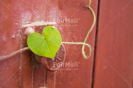 Fair Trade Photo Colour image, Fathers day, Friendship, Green, Heart, Horizontal, Love, Marriage, Mothers day, Outdoor, Peru, Plant, South America, Valentines day, Wedding