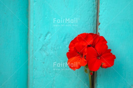 Fair Trade Photo Colour image, Contrast, Door, Fathers day, Flower, Horizontal, Mothers day, Peru, Red, Sorry, South America, Thank you, Valentines day, Wood