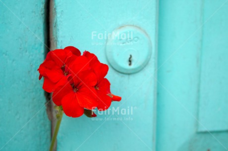 Fair Trade Photo Colour image, Contrast, Door, Fathers day, Flower, Horizontal, Mothers day, Peru, Red, Sorry, South America, Thank you, Valentines day, Wood