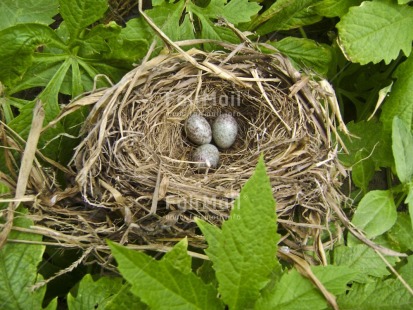 Fair Trade Photo Animals, Bird, Brown, Colour image, Easter, Egg, Green, Horizontal, House, Nature, Nest, Outdoor, Peru, Pregnant, Seasons, South America, Spring