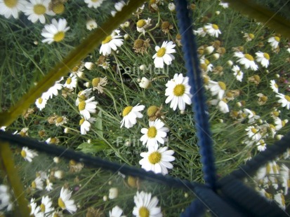 Fair Trade Photo Artistique, Colour image, Day, Flower, Garden, Horizontal, Mirror, Nature, Outdoor, Peru, Reflection, Seasons, South America, Summer