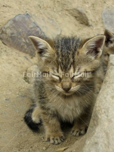 Fair Trade Photo Animals, Cat, Colour image, Cute, Day, Friendship, High angle view, Love, Outdoor, Peru, South America, Street, Streetlife, Thinking of you, Vertical