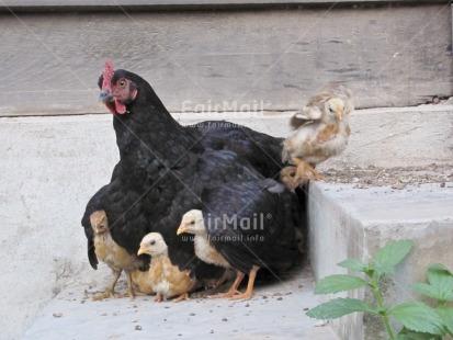 Fair Trade Photo Animals, Baby, Chicken, Colour image, Day, Family, Funny, Horizontal, Mother, Mothers day, Outdoor, People, Peru, Rural, South America, Street, Streetlife