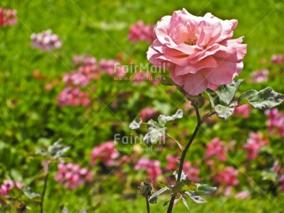 Fair Trade Photo Colour image, Day, Flower, Focus on foreground, Garden, Green, Horizontal, Nature, Outdoor, Peru, Pink, South America