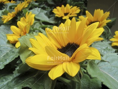 Fair Trade Photo Closeup, Colour image, Day, Flower, Focus on foreground, Garden, Horizontal, Nature, Outdoor, Peru, South America, Thank you, Thinking of you, Yellow