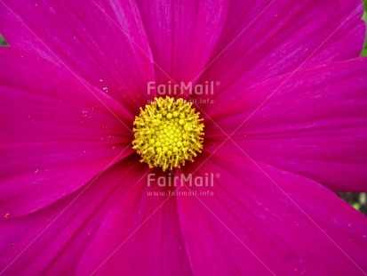 Fair Trade Photo Closeup, Colour image, Flower, Horizontal, Nature, Peru, Pink, South America, Yellow