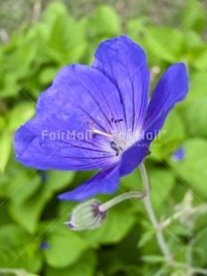 Fair Trade Photo Blue, Closeup, Colour image, Condolence-Sympathy, Day, Flower, Garden, Good luck, Green, Nature, Outdoor, Peru, South America, Vertical