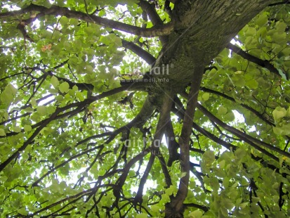 Fair Trade Photo Colour image, Condolence-Sympathy, Green, Horizontal, Leaf, Low angle view, Nature, Peru, South America, Spirituality, Thinking of you, Tree