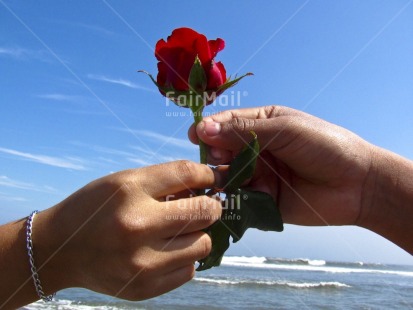 Fair Trade Photo Activity, Beach, Blue, Closeup, Colour image, Flower, Friendship, Giving, Hand, Horizontal, Love, Nature, Outdoor, People, Peru, Red, Rose, Seasons, Sky, South America, Summer, Thinking of you, Together, Valentines day, Water