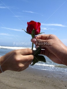 Fair Trade Photo Activity, Beach, Blue, Closeup, Colour image, Flower, Friendship, Giving, Hand, Love, Nature, Outdoor, People, Peru, Red, Rose, Seasons, Sky, South America, Summer, Thinking of you, Together, Valentines day, Vertical, Water