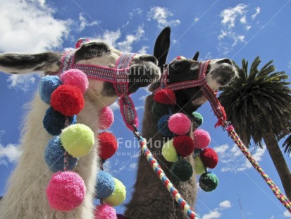 Fair Trade Photo Animals, Colour image, Colourful, Day, Friendship, Horizontal, Llama, Outdoor, Peru, Sky, South America, Together, Tree