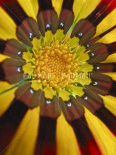 Fair Trade Photo Closeup, Colour image, Flower, Get well soon, Love, Nature, Peru, South America, Vertical, Yellow
