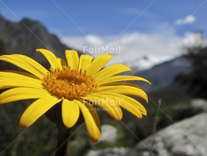 Fair Trade Photo Closeup, Colour image, Condolence-Sympathy, Day, Flower, Focus on foreground, Horizontal, Nature, Outdoor, Peru, Rural, Scenic, Sky, South America, Yellow