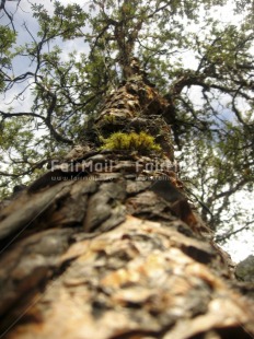 Fair Trade Photo Colour image, Day, Low angle view, Nature, Outdoor, Perspective, Peru, South America, Tree, Vertical