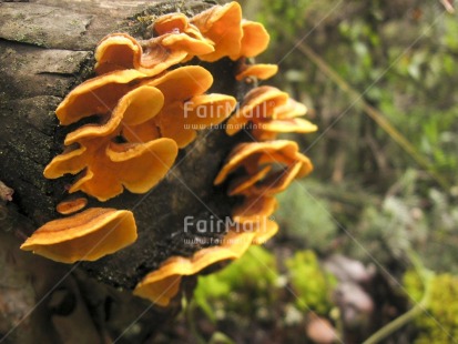 Fair Trade Photo Autumn, Closeup, Colour image, Day, Focus on foreground, Forest, Horizontal, Mushroom, Nature, Outdoor, Peru, Seasons, South America, Summer, Tree