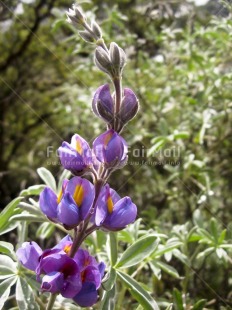 Fair Trade Photo Colour image, Day, Flower, Forest, Garden, Nature, Outdoor, Peru, Purple, South America, Vertical