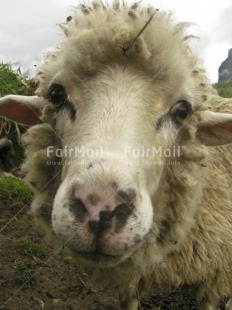 Fair Trade Photo Activity, Animals, Closeup, Colour image, Day, Funny, Looking at camera, Outdoor, Peru, Rural, Sheep, South America, Vertical