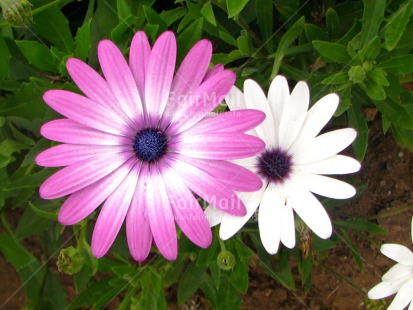 Fair Trade Photo Colour image, Flower, Horizontal, Mothers day, Peru, South America