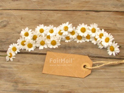 Fair Trade Photo Card, Colour image, Daisy, Desk, Fathers day, Flowers, Good luck, Horizontal, Love, Message, Mothers day, Peru, Sorry, South America, Table, Thank you, Valentines day, White, Wood