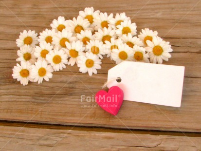 Fair Trade Photo Card, Colour image, Daisy, Desk, Fathers day, Flowers, Good luck, Heart, Horizontal, Love, Message, Mothers day, Peru, Red, Sorry, South America, Table, Thank you, Valentines day, White, Wood