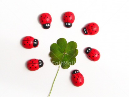 Fair Trade Photo Clover, Colour image, Exams, Good luck, Green, Horizontal, Indoor, Ladybug, New Job, New beginning, Peru, Red, South America, White