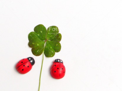 Fair Trade Photo Clover, Colour image, Exams, Good luck, Green, Horizontal, Indoor, Ladybug, New Job, New beginning, Peru, Red, South America, White