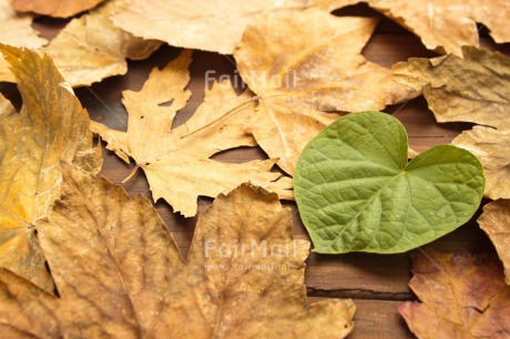 Fair Trade Photo Autumn, Colour image, Fathers day, Green, Heart, Leaf, Love, Marriage, Mothers day, Nature, Outdoor, Peru, Seasons, South America, Valentines day, Wedding