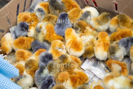 Fair Trade Photo Animals, Baby, Chicken, Colour image, Easter, Group, Horizontal, Outdoor, People, Peru, South America, Together