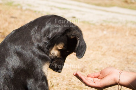 Fair Trade Photo Animals, Black, Colour image, Day, Dog, Emotions, Friendship, Hand, Horizontal, Love, Outdoor, Peru, Sadness, Shy, Sorry, South America