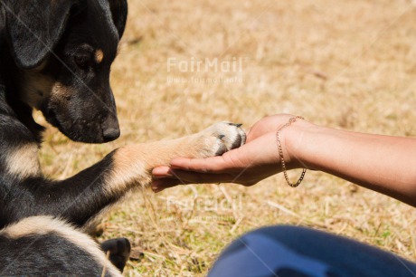 Fair Trade Photo Activity, Animals, Black, Colour image, Day, Dog, Emotions, Friendship, Greeting, Hand, Holding hands, Horizontal, Love, Outdoor, Peru, Sadness, Shy, Sorry, South America