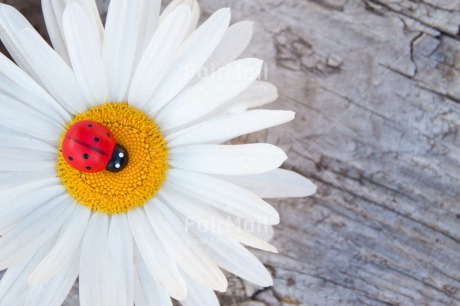 Fair Trade Photo Colour image, Exams, Flower, Good luck, Horizontal, Ladybug, Nature, New Job, Outdoor, Peru, South America, Success, Thank you, White