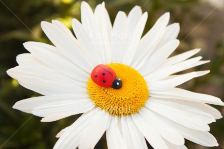 Fair Trade Photo Colour image, Exams, Flower, Good luck, Horizontal, Ladybug, Nature, New Job, Outdoor, Peru, South America, Success, Thank you, White