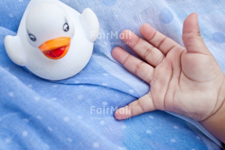 Fair Trade Photo Animals, Birth, Blue, Boy, Colour image, Duck, Hand, Horizontal, New baby, People, Peru, South America