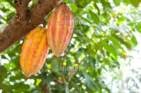 Fair Trade Photo Cocoa, Colour image, Horizontal, Nature, Peru, Seed, South America, Tarapoto travel
