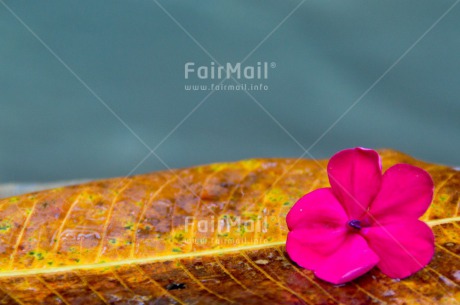 Fair Trade Photo Colour image, Condolence-Sympathy, Flower, Grey, Horizontal, Leaf, Peru, Pink, Purple, South America, Tarapoto travel, Thank you, Thinking of you, Yellow