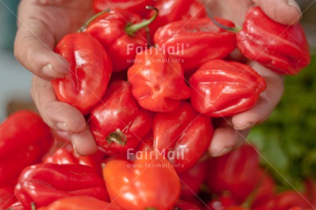 Fair Trade Photo Colour image, Food, Food and alimentation, Hand, Horizontal, Pepper, Peru, Red, South America, Tarapoto travel. market