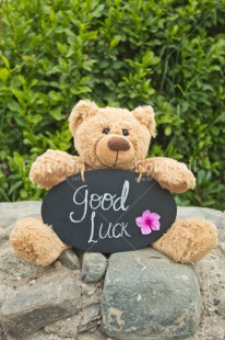 Fair Trade Photo Animals, Bear, Blackboard, Colour image, Congratulations, Green, Peluche, Peru, South America, Success, Teddybear, Text, Well done