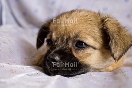 Fair Trade Photo Animals, Birth, Birthday, Colour image, Dog, Horizontal, New baby, Peru, Puppy, South America, Thank you