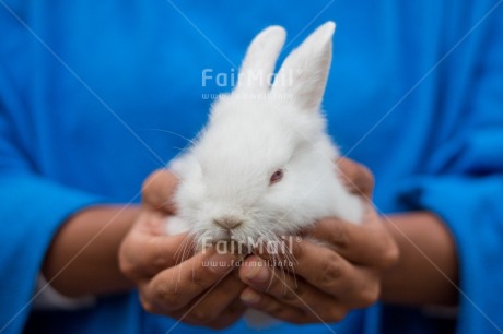 Fair Trade Photo Adjective, Animal, Animals, Birthday, Blue, Colour, Colour image, Easter, Horizontal, Object, Peru, Place, Present, Rabbit, South America, Thinking of you