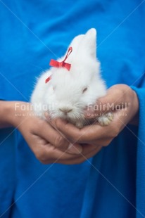 Fair Trade Photo Adjective, Animal, Animals, Birthday, Blue, Colour, Colour image, Easter, Object, Peru, Place, Present, Rabbit, South America, Thinking of you, Vertical