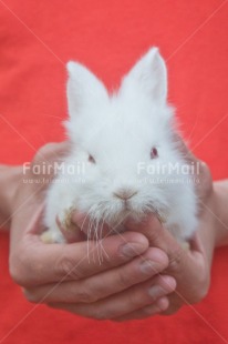 Fair Trade Photo Adjective, Animal, Animals, Birthday, Colour image, Easter, Food and alimentation, Fruits, Object, Orange, Peru, Place, Present, Rabbit, South America, Thinking of you, Vertical