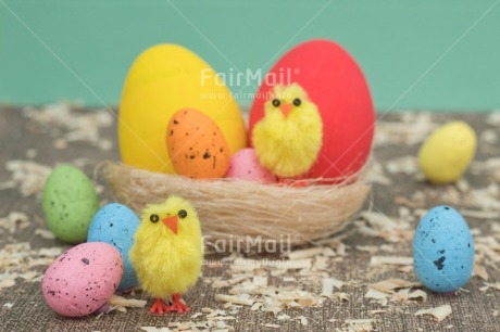 Fair Trade Photo Adjective, Animals, Chick, Colour, Easter, Egg, Food and alimentation, Friend, Friendship, Horizontal, Nest, Object, People